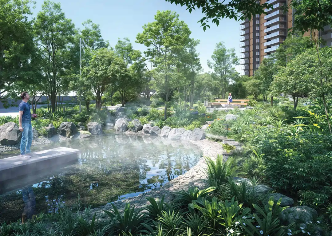 Forest mist pond